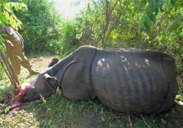 rhino shot dead in kaziranga