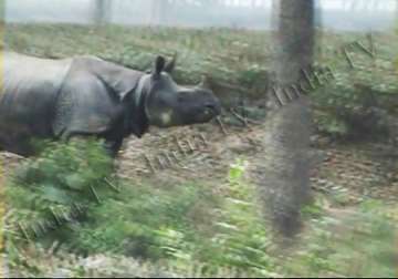 rhinoceros strays into assam tea garden