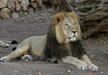 sc allows translocation of asiatic lions to madhya pradesh