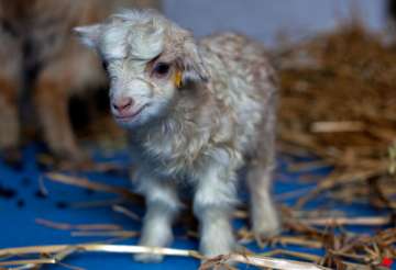 scientists clone rare pashmina goat in kashmir