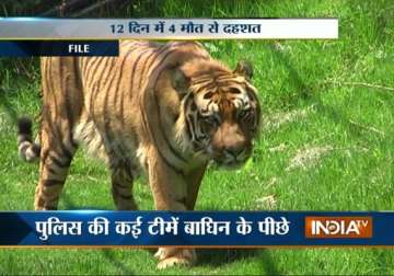 shoot order issued for maneater tigress in bijnore