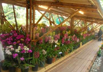 sikkim to host international flower festival