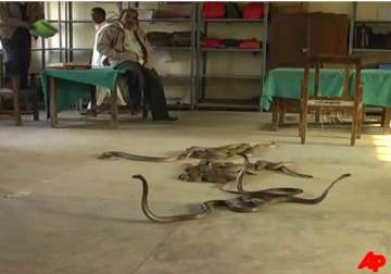 snake charmer releases snakes in up tehsil to teach bribe hungry staff a lesson