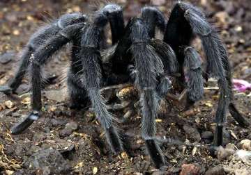 spiders create panic in remote assam villages