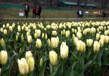 srinagar s tulip garden thrown open to visitors