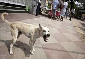 stray dogs maul 6 year old girl to death in mp villagers to boycott polls