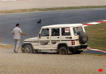 stray dog saunters on to f1 race track in presence of world class motor racers