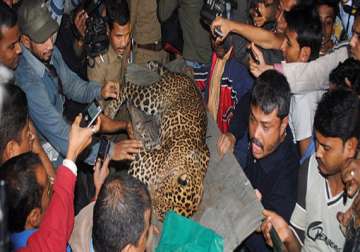 stray leopard caught in guwahati one injured