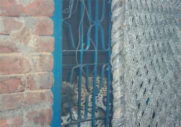 stray leopard enters a house near meerut