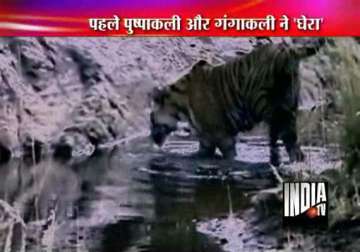 straying tiger trapped near lucknow