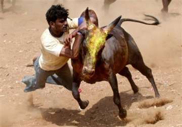 supreme court refuses to stay jallikattu bullfighting in tn