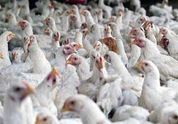 thousands of chicken burned to death in fathegarh sahib