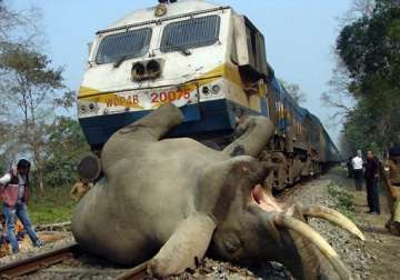 three elephants run over by train in wb