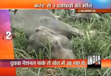 three elephants electrocuted in up