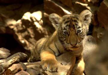 tiger cub spotted in ranthambore