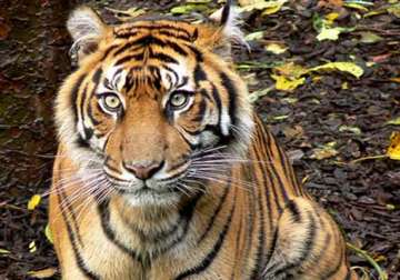 tiger leopard poaching cases pending for 40 yrs in mp courts