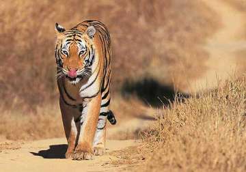 tiger strays into up village mauls two people