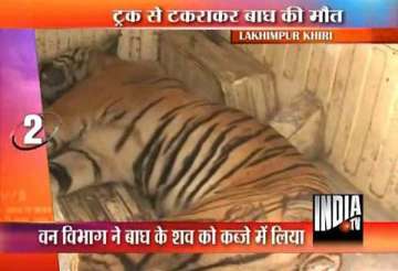 tigress killed in road mishap