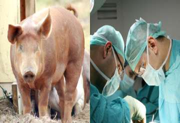 transplant of pig organs in humans possible