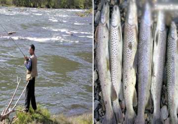 trout farming becoming popular in kashmir