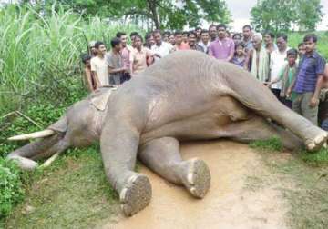 tusker dies in odisha