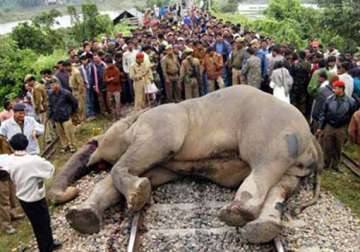 two elephants crushed to death in jalpaiguri