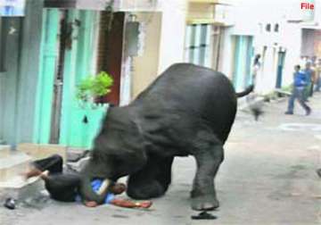 two killed in tusker attack in bengal