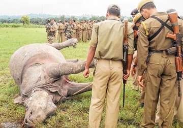 two rhinos killed in kaziranga horn of one removed