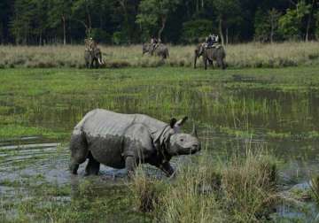 two rhino carcasses found in kaziranga