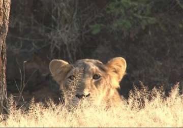 unique behaviour seen among lions in gir sanctuary