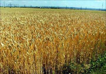 untimely showers cause maximum crop loss in amritsar in punjab