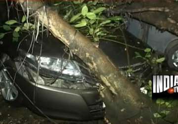 uprooted tree falls on 2 luxury cars in delhi