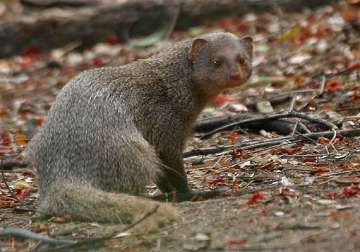 vacancy for mongoose in indore district jail