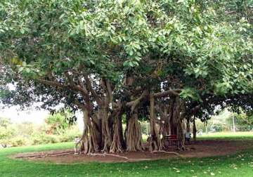 vadodara corporation plants banyan fig trees names it oxygen park