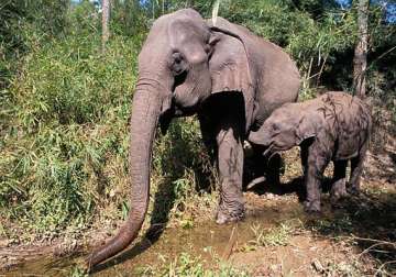 villagers to relocate to make way for jumbos