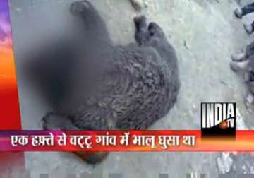 villagers in kashmir stone a bear to death