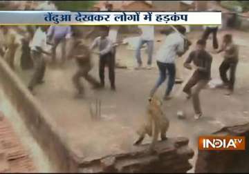 watch live video of leopard creating panic in a village in chandrapur maharashtra