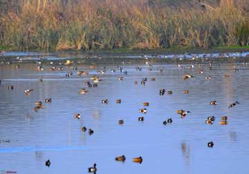 why are birds avoiding okhla bird sanctuary on delhi noida border