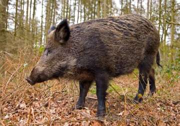 wild boar kills man in odisha villagers attack forest office