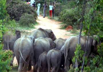 wild elephants outside bangalore pushed back into tamil nadu forest