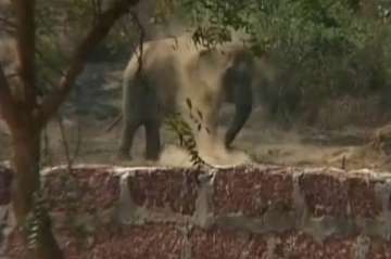 wild elephant gives birth to calf inside factory stockyard