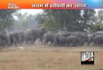 wild elephants on the rampage in assam
