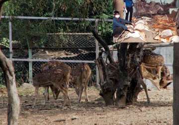 wild dogs enter kanpur zoo kill 31 blackbucks cm suspends director 5 others