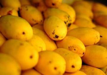 woman eats over 1.5 kgs mango in 3 mns to win at mangofestival