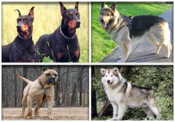 world s 8 most ferocious dogs