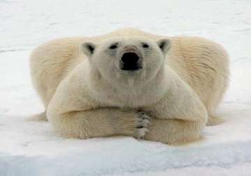 polar bears could be extinct in 25 years