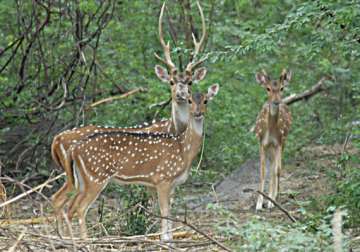 33 spotted deer found dead in kanha tiger reserve