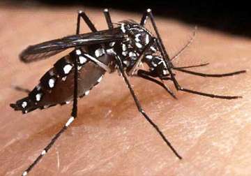 383 cases of dengue in haryana