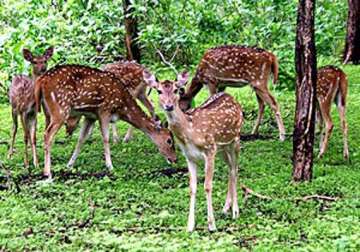 22 deer found dead in chhattisgarh zoo