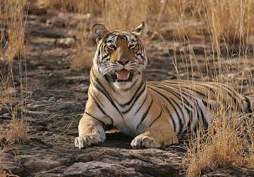 ranthambore tigress relocated to sariska